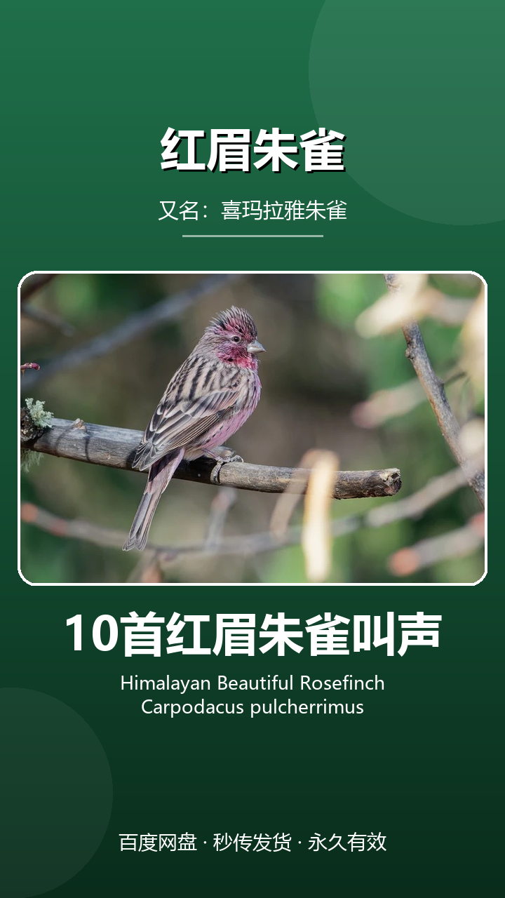 10首红眉朱雀叫声